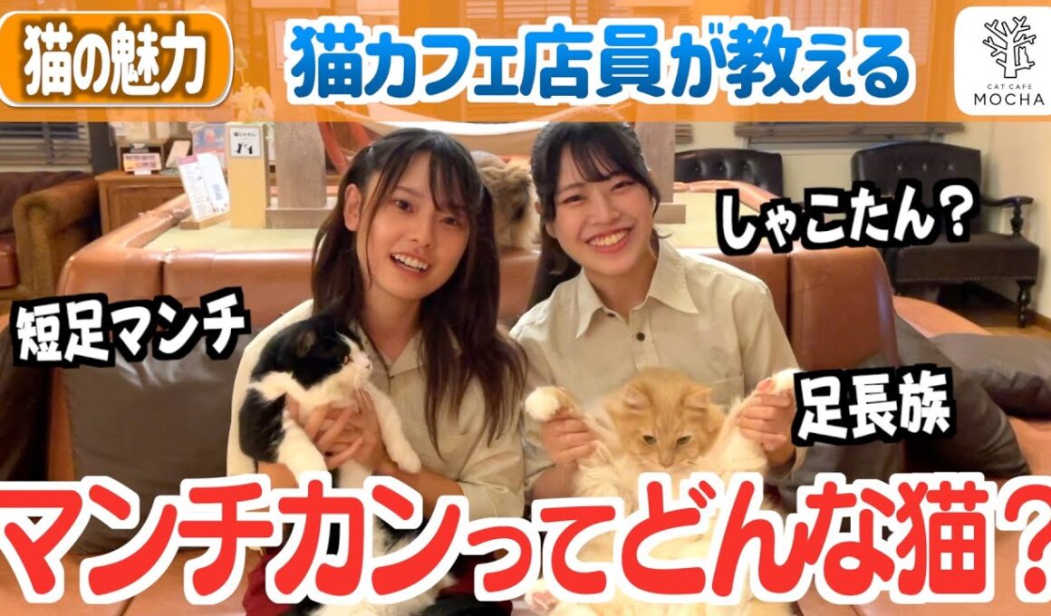 マンチカンってどんな猫？猫カフェ店員が思うマンチカンのたまらない魅力！！
