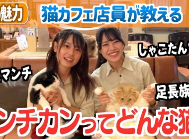 マンチカンってどんな猫？猫カフェ店員が思うマンチカンのたまらない魅力！！