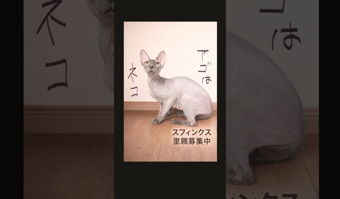 #スフィンクス　#里親募集中