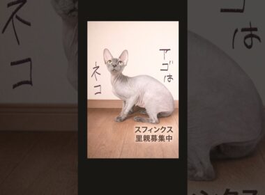 #スフィンクス　#里親募集中