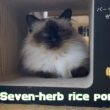 バーマン猫ウリとガブ【七草粥】Seven-herb rice porridge（バーマン猫）Birman/Cat