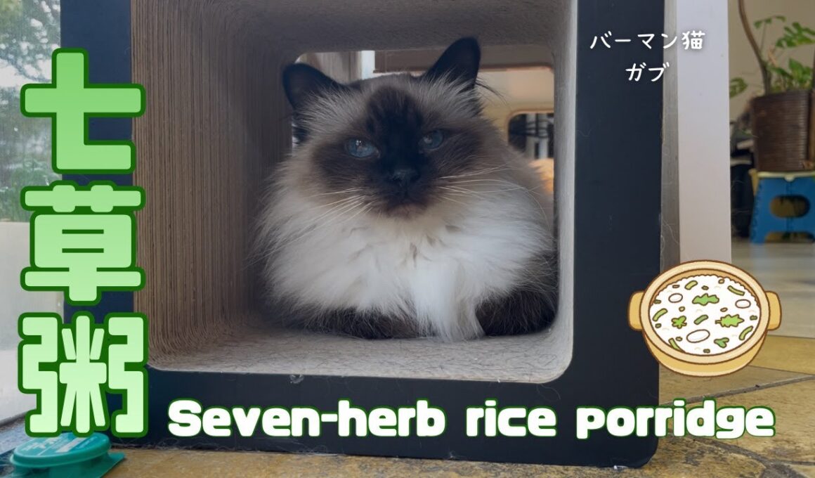 バーマン猫ウリとガブ【七草粥】Seven-herb rice porridge（バーマン猫）Birman/Cat