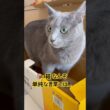 箱が好きすぎてキュン❤️ #猫 #ロシアンブルー #猫のいる暮らし  #shorts