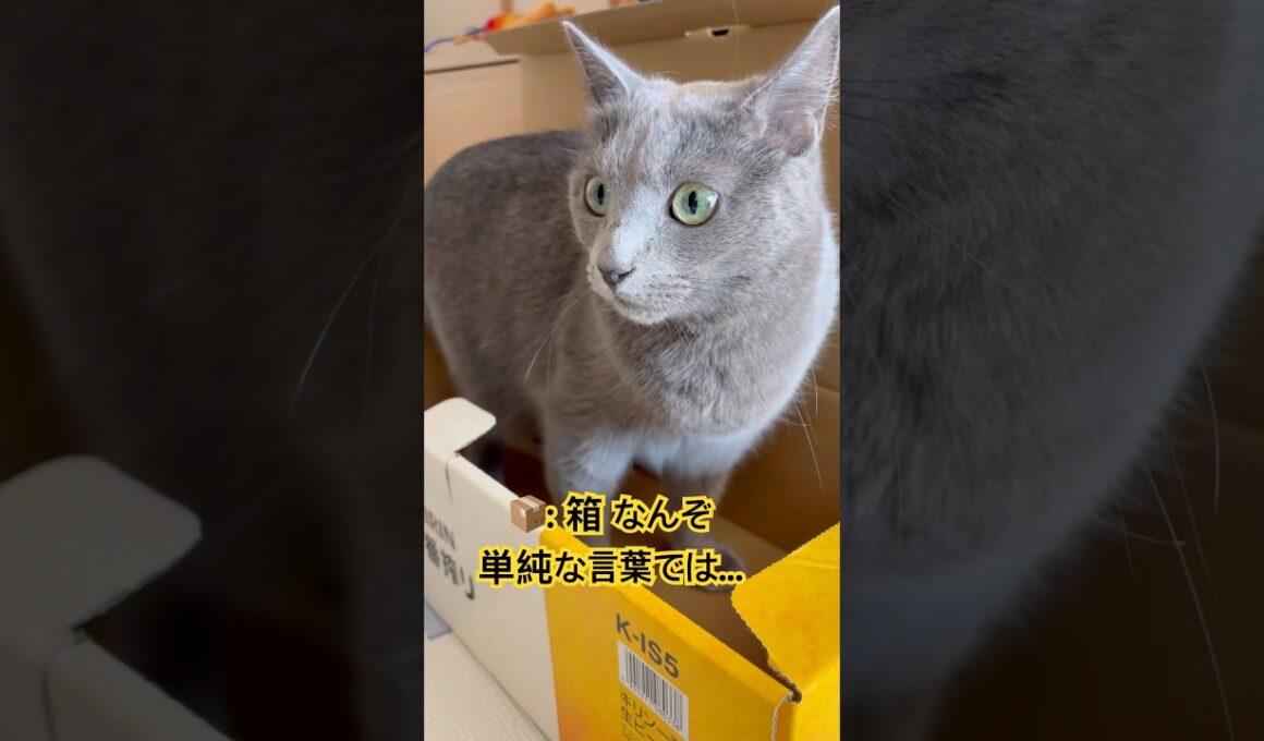箱が好きすぎてキュン❤️ #猫 #ロシアンブルー #猫のいる暮らし  #shorts