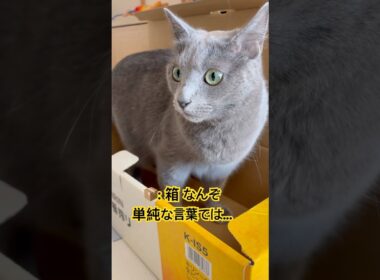 箱が好きすぎてキュン❤️ #猫 #ロシアンブルー #猫のいる暮らし  #shorts