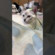 シャムの子ネコ雫。ちょっと涙目