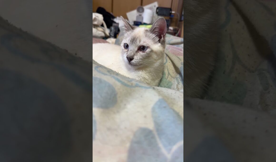 シャムの子ネコ雫。ちょっと涙目