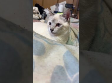 シャムの子ネコ雫。ちょっと涙目