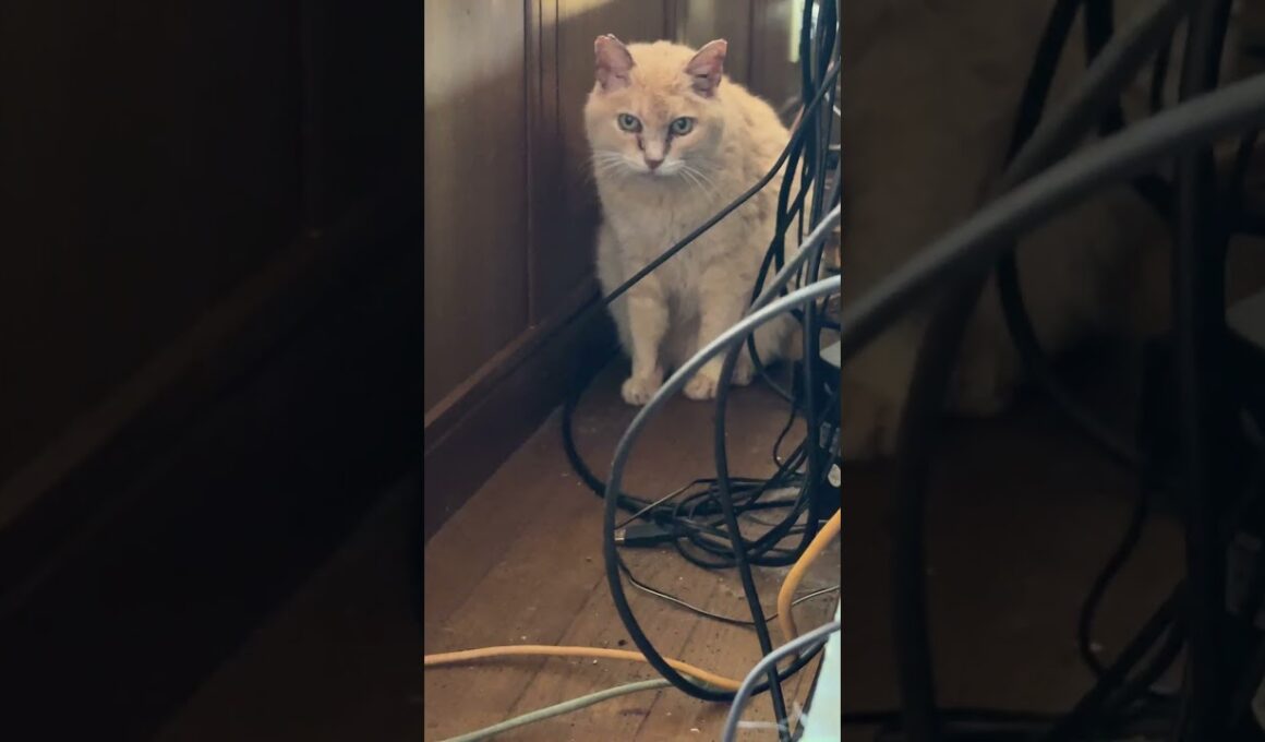 ミヌエットのクリーム「AVラックの後ろの細い通路、シャムのパンダ、ジャンプして、通れるようにしてくれた」