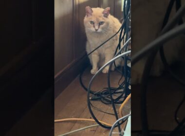 ミヌエットのクリーム「AVラックの後ろの細い通路、シャムのパンダ、ジャンプして、通れるようにしてくれた」