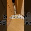 2026/01/07今日のかしちゃん #猫 #ペルシャ #カシス #cat #猫のいる暮らし