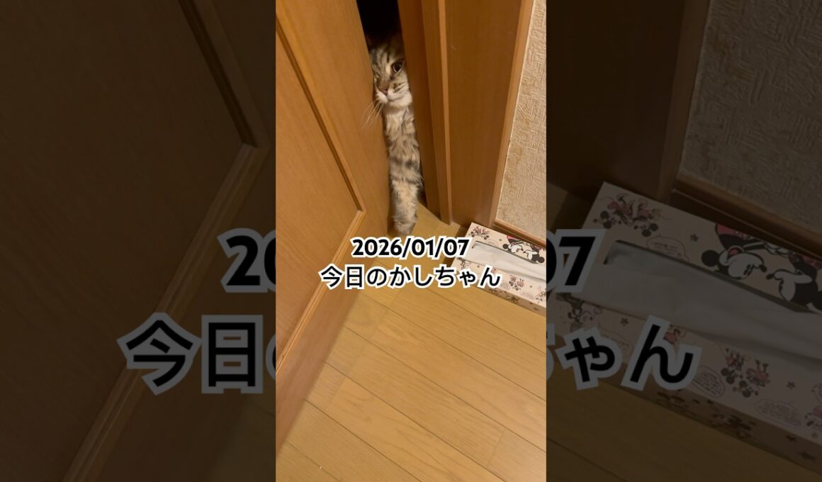2026/01/07今日のかしちゃん #猫 #ペルシャ #カシス #cat #猫のいる暮らし