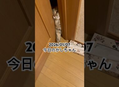 2026/01/07今日のかしちゃん #猫 #ペルシャ #カシス #cat #猫のいる暮らし