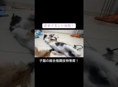 子猫の総合格闘技特等席で観戦 #cat  #猫  #ねこ  #保護猫 #cute #猫のいる暮らし #子猫 #shorts  #kitten #こねこ