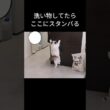 #shorts #ラグドール #子猫 #猫のいる生活 #甘えん坊猫 #ぬいぐるみ猫