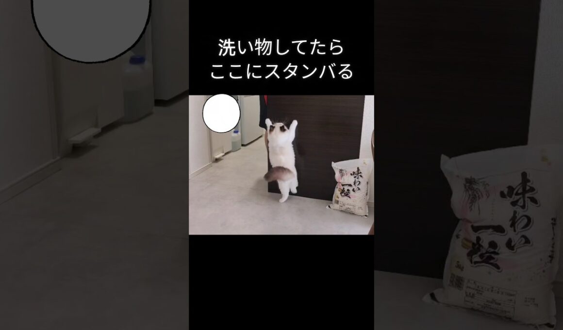 #shorts #ラグドール #子猫 #猫のいる生活 #甘えん坊猫 #ぬいぐるみ猫
