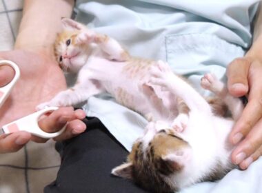 子猫さん、爪切りに激おこして逃走する【赤ちゃん猫　保護猫】