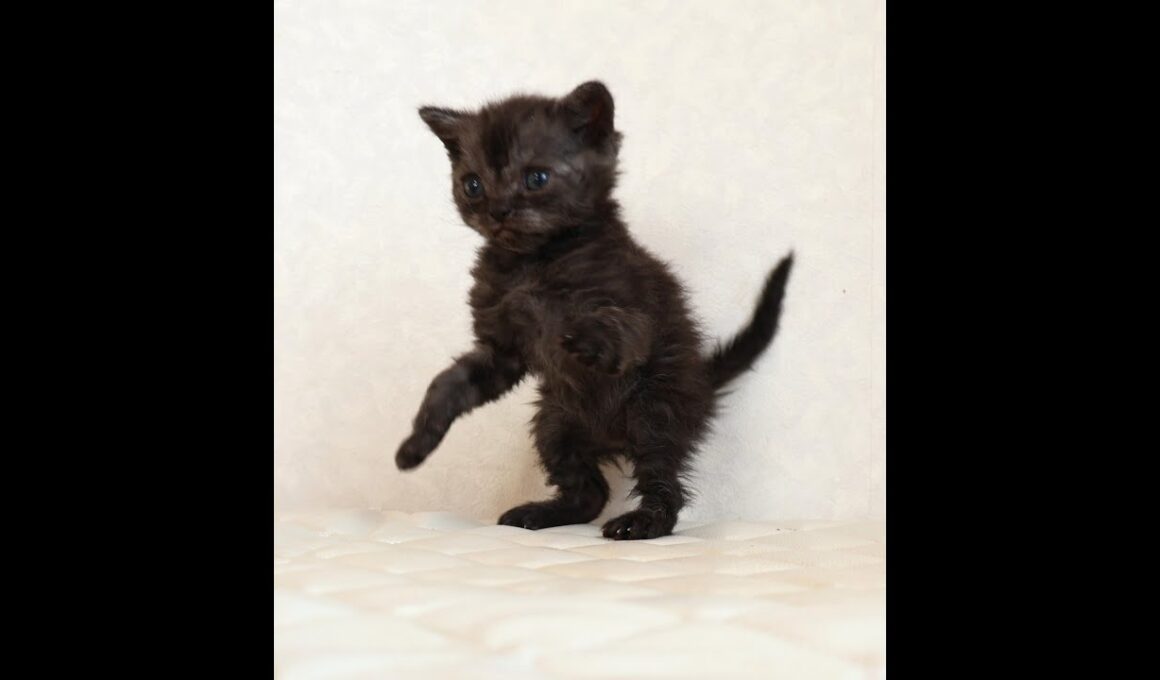 セルカークレックス子猫　Selkirk Rex　2025.12.4産まれ　シルバータビー　巻き毛　男の子　シーダキャット猫のお店