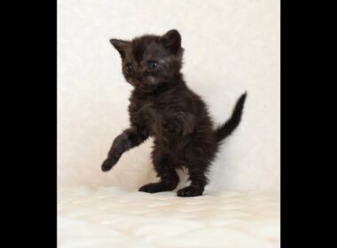 セルカークレックス子猫　Selkirk Rex　2025.12.4産まれ　シルバータビー　巻き毛　男の子　シーダキャット猫のお店