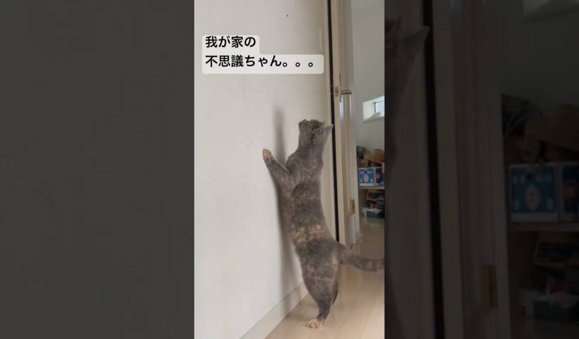 今朝の不思議ちゃん #britishshorthair #cat #gatos #ブリティッシュショートヘアー #猫 #cute #ブリのうずめ #funny