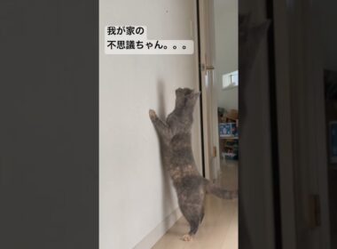 今朝の不思議ちゃん #britishshorthair #cat #gatos #ブリティッシュショートヘアー #猫 #cute #ブリのうずめ #funny