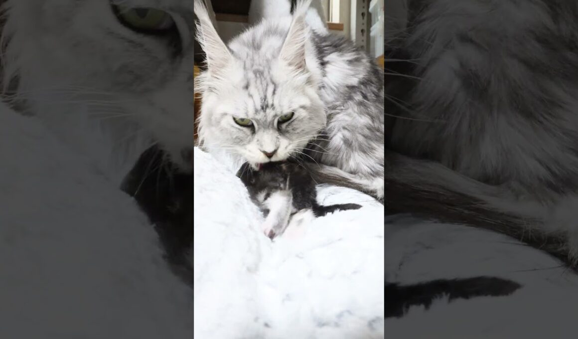 生後20日シルバーのメインクーンバイロン君