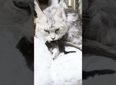 生後20日シルバーのメインクーンバイロン君