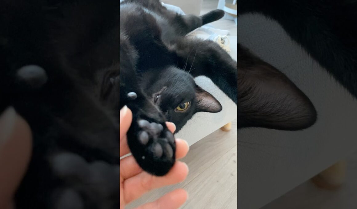 肉球ぷにぷに黒猫ボンベイ　#子猫 #ねこ #cat #猫 #ねこのいる生活 #ねこのいる暮らし #ねこ動画 #猫好きさんと繋がりたい #かわいい #癒やし #甘えん坊