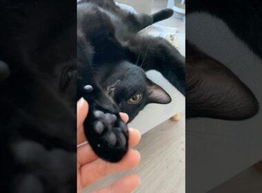 肉球ぷにぷに黒猫ボンベイ　#子猫 #ねこ #cat #猫 #ねこのいる生活 #ねこのいる暮らし #ねこ動画 #猫好きさんと繋がりたい #かわいい #癒やし #甘えん坊