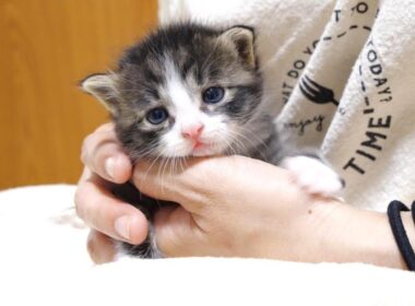 カワイイ鳴き声でミルクをおねだりしたとはウトウト眠りにつく赤ちゃん子猫【赤ちゃん猫　保護猫】