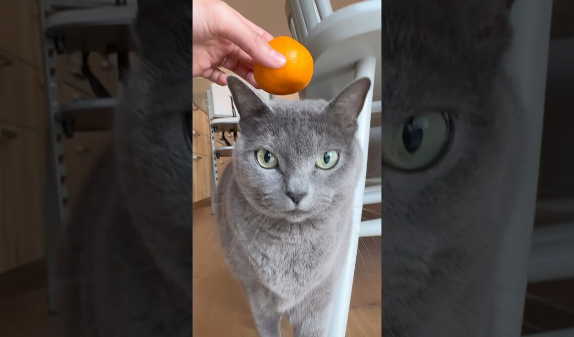 飼い主が正月にやるやつ🎍#鏡餅  #保護猫 #ロシアンブルー #cat