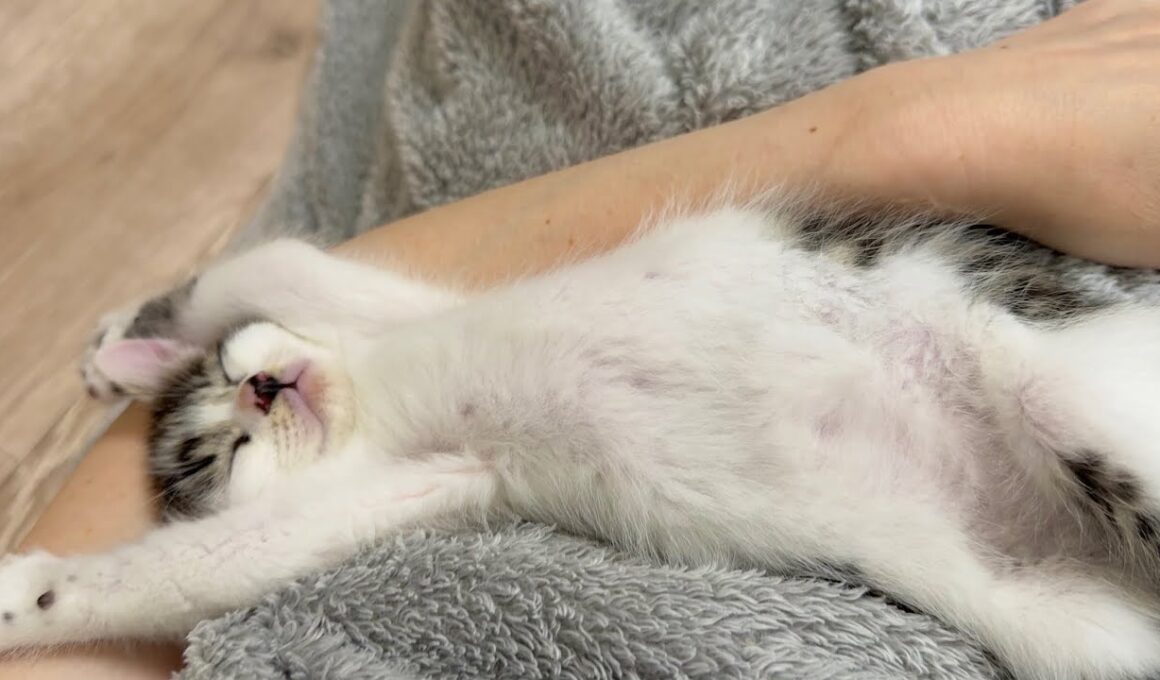 遊び疲れたらおひざで豪快に眠る子猫【坊ちゃん日記#20&たこやき君日記】A kitten sleeping boldly on my lap