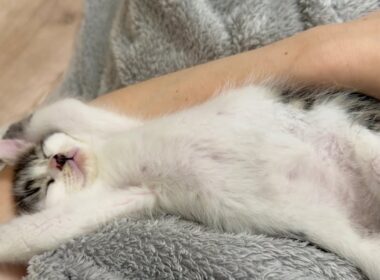 遊び疲れたらおひざで豪快に眠る子猫【坊ちゃん日記#20&たこやき君日記】A kitten sleeping boldly on my lap