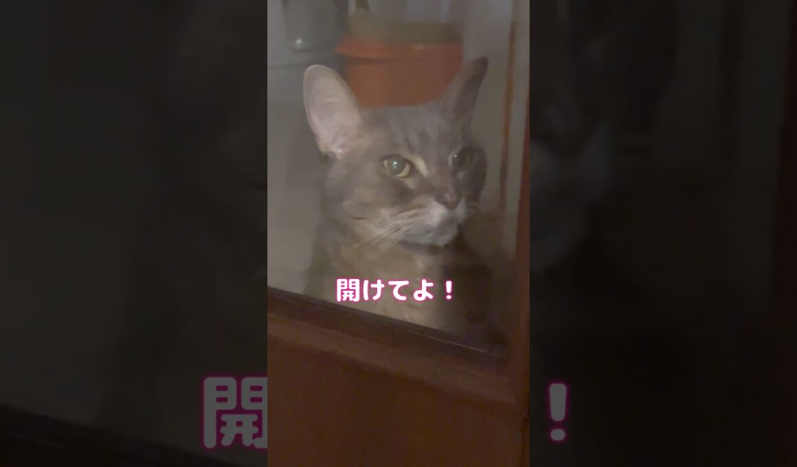 ココにいる事に気づいていた？ #shorts #猫 #アビシニアン #サイベリアン #cat