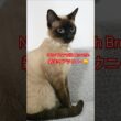 【シャム猫】New Year with Brownie新年のブラウニー #cat #showts #siamés #funny#猫動画#シャム猫