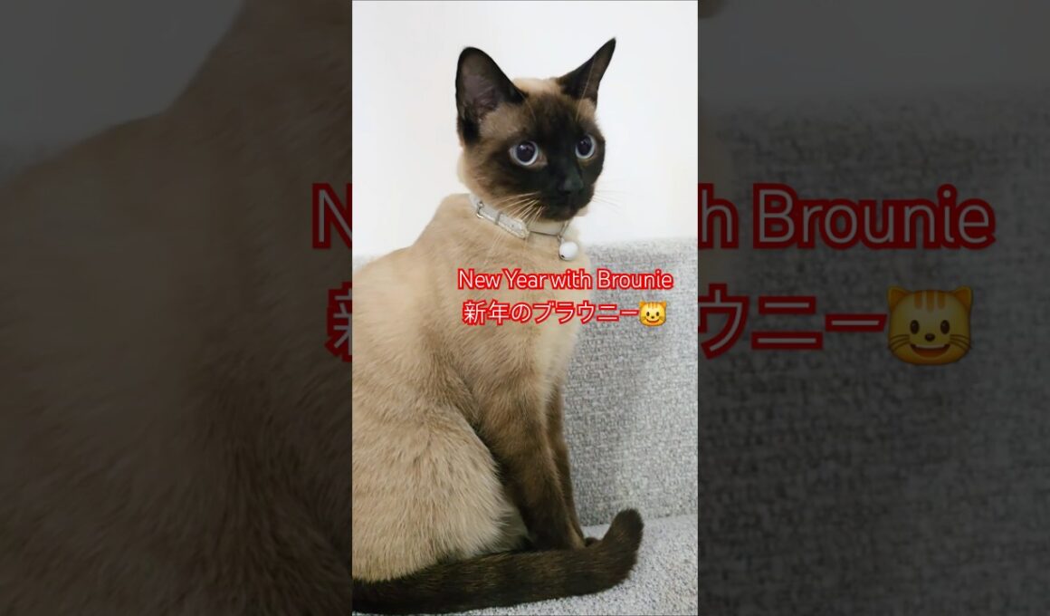 【シャム猫】New Year with Brownie新年のブラウニー #cat #showts #siamés #funny#猫動画#シャム猫