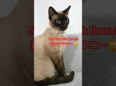 【シャム猫】New Year with Brownie新年のブラウニー #cat #showts #siamés #funny#猫動画#シャム猫