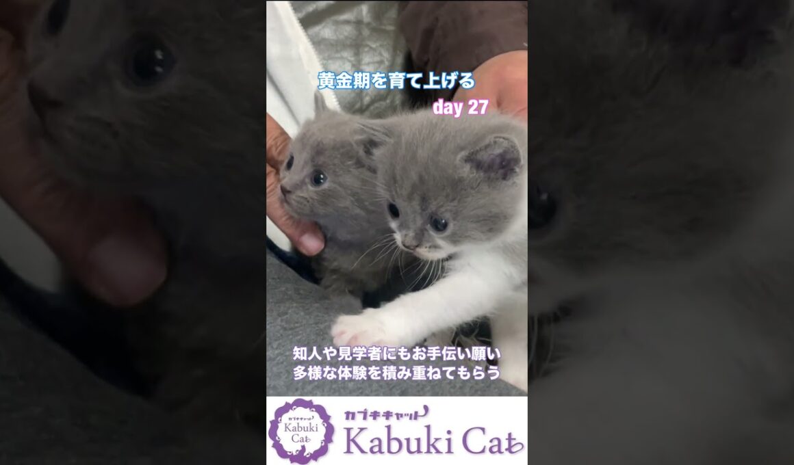 【子猫つくりの黄金期】育て方を考えてシャルトリュー✖️ブリティッシュショートヘア #シャルトリュー #猫好きさんと繋がりたい #ブリティッシュショートヘア