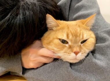 抱き枕にされてご機嫌な猫