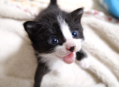 よく鳴く赤ちゃん子猫はママに抱っこされたかっただけでした。【赤ちゃん猫　保護猫】