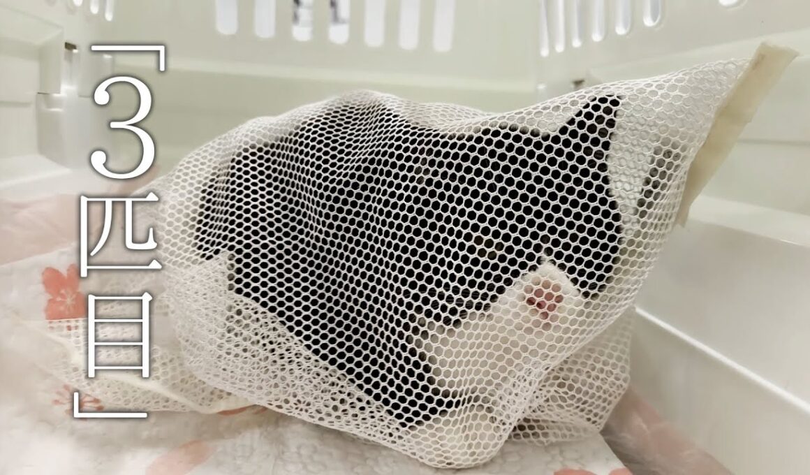 3匹目を保護。可愛いハチワレちゃんでした。【保護猫　子猫】