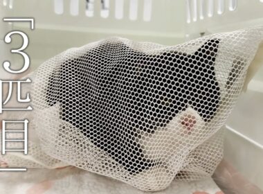 3匹目を保護。可愛いハチワレちゃんでした。【保護猫　子猫】