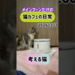 20260107メインクーンだけの【猫カフェの日常】#給水器 #cat #cooncat #mainecat #もふもふ