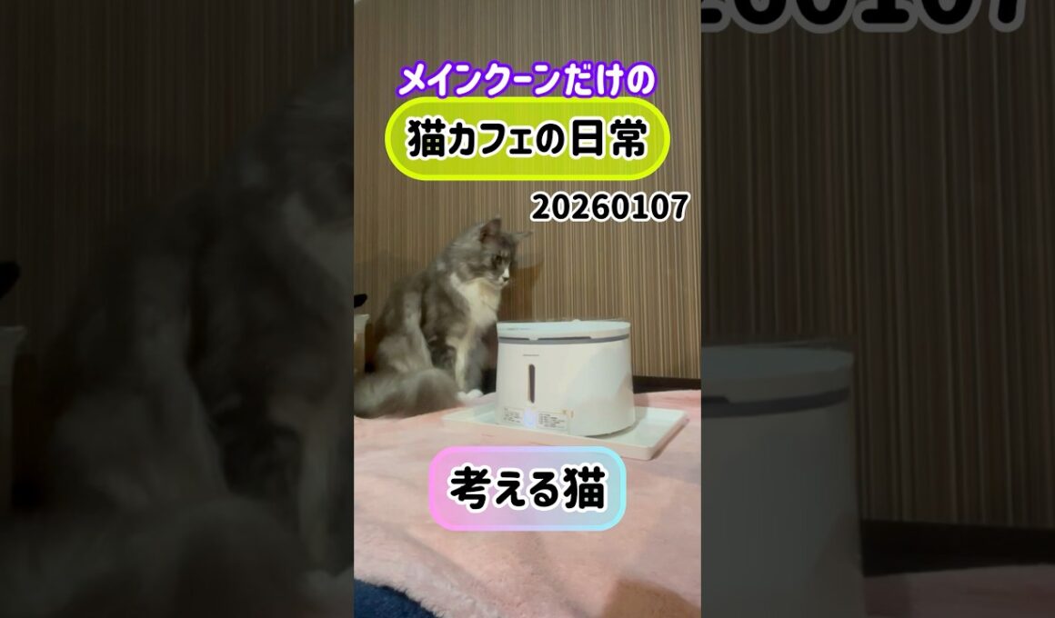 20260107メインクーンだけの【猫カフェの日常】#給水器 #cat #cooncat #mainecat #もふもふ