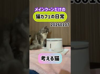 20260107メインクーンだけの【猫カフェの日常】#給水器 #cat #cooncat #mainecat #もふもふ