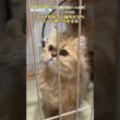 【子猫が初めてのお家】256＃猫＃ねこ＃ネコ＃ペルシャ＃子猫＃長毛猫＃cat