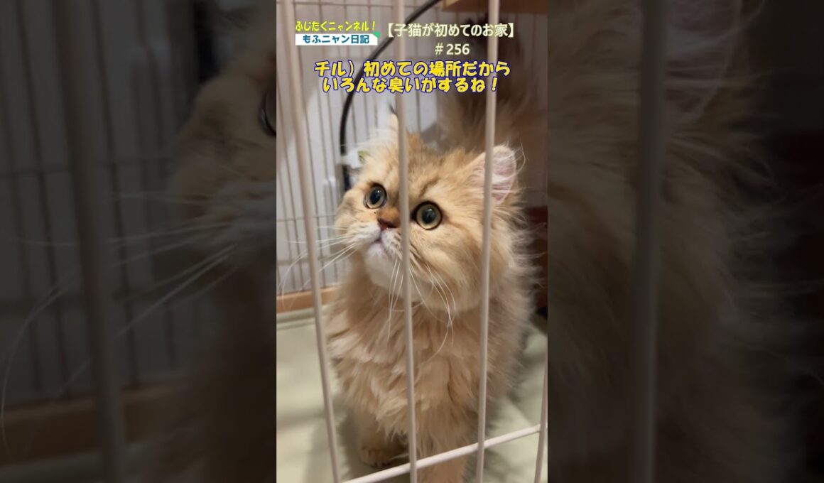 【子猫が初めてのお家】256＃猫＃ねこ＃ネコ＃ペルシャ＃子猫＃長毛猫＃cat