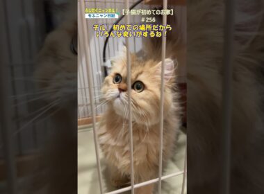 【子猫が初めてのお家】256＃猫＃ねこ＃ネコ＃ペルシャ＃子猫＃長毛猫＃cat