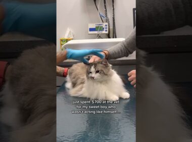 George’s diagnosis at the vet #ragdoll #cat