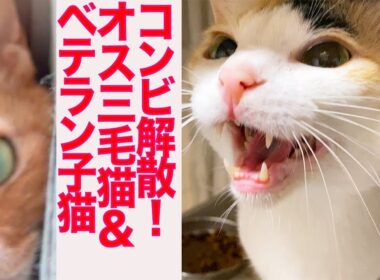 コンビ解散！オス三毛猫＆ベテラン子猫　The male calico's cat-duo break up